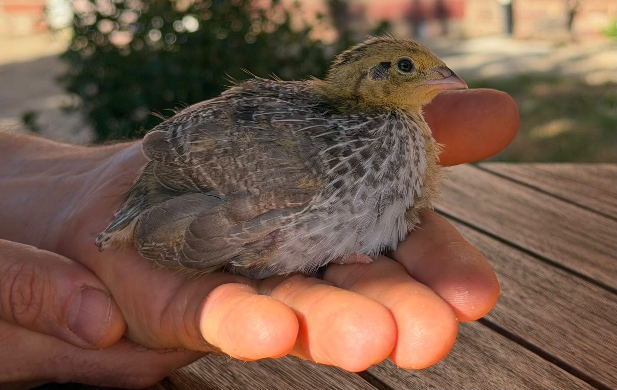 Mixed Celadon Coturnix Quail Hatching Eggs