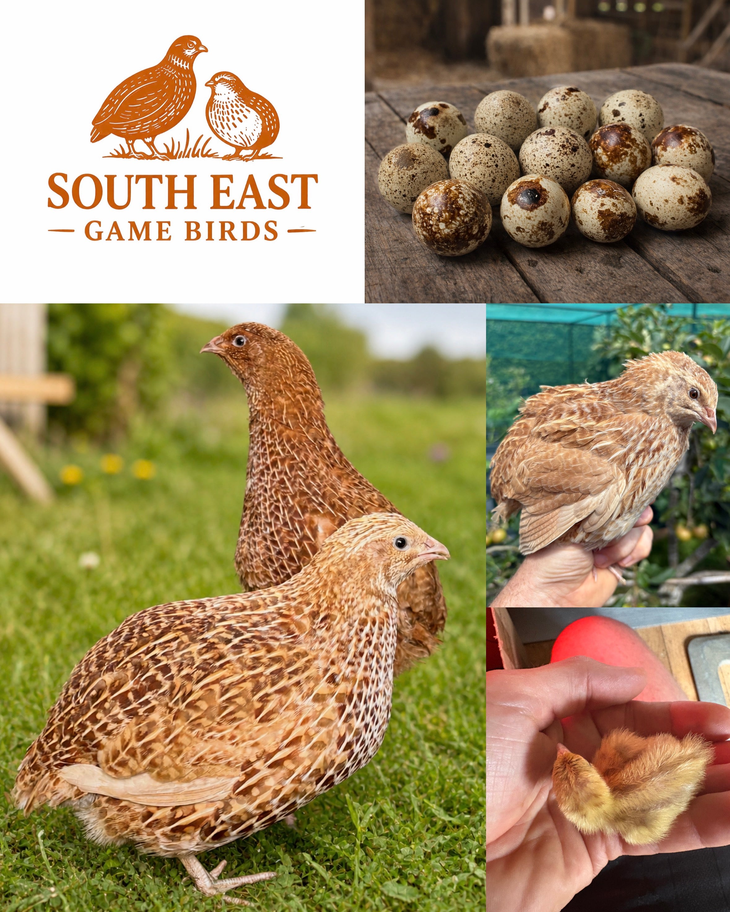 Ginger Coturnix Quail Hatching Eggs