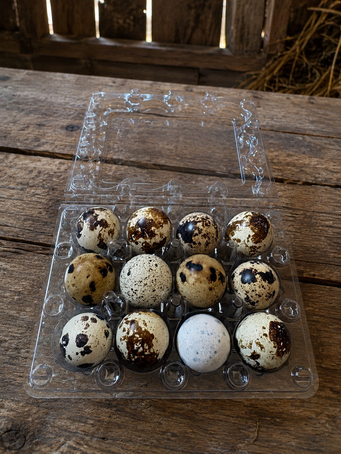 Ginger Coturnix Quail Hatching Eggs