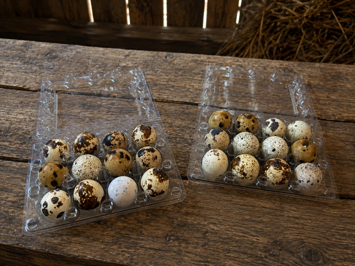 Ginger Coturnix Quail Hatching Eggs