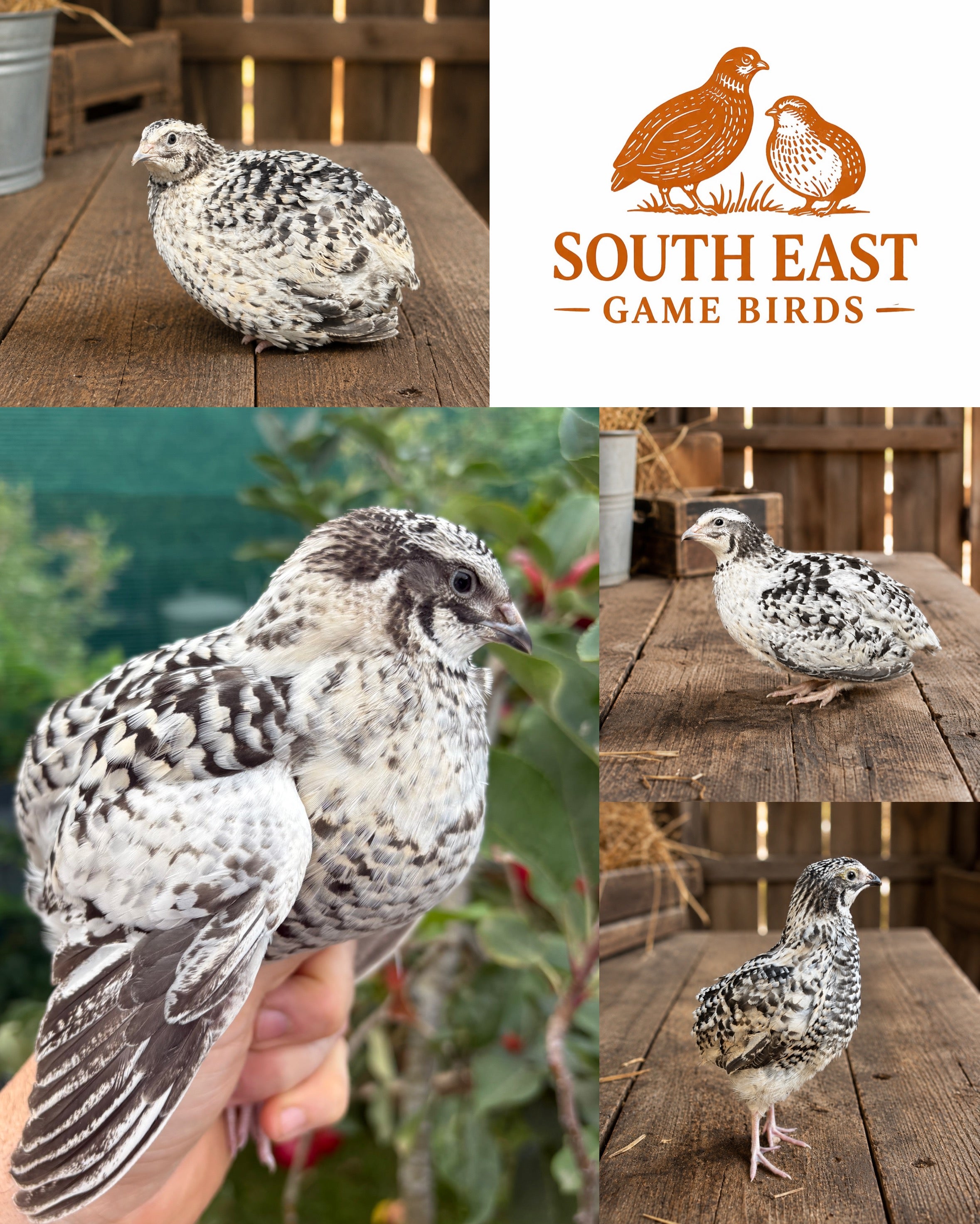 German Pansy Fee Coturnix Quail Hatching Eggs