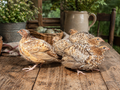 "Coming Soon" German Red Pansy/Fee Coturnix Quail Hatching Eggs