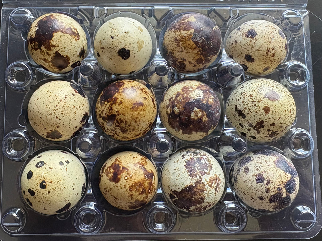 Falb Fee Coturniux Quail Hatching Eggs x12