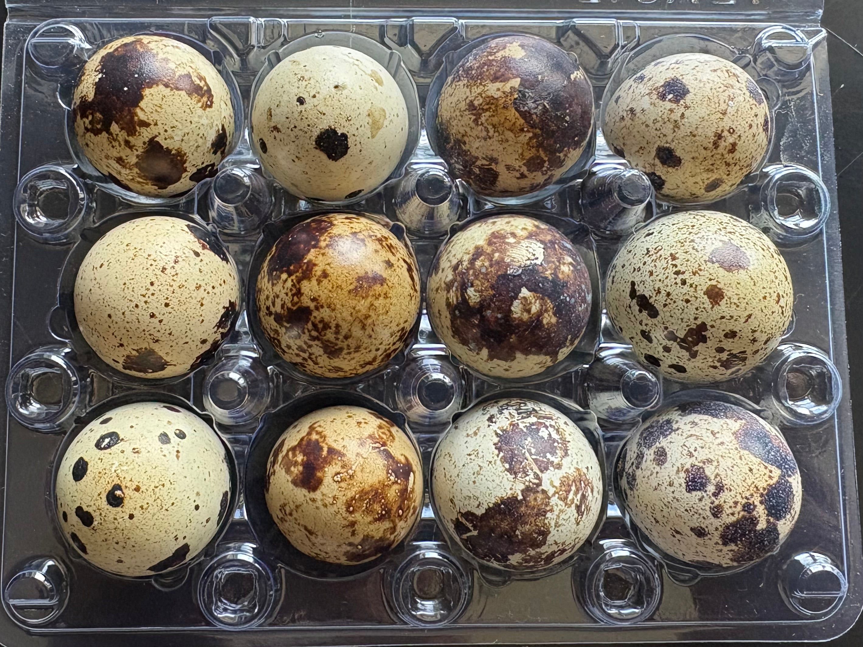 Falb Fee Coturniux Quail Hatching Eggs x12