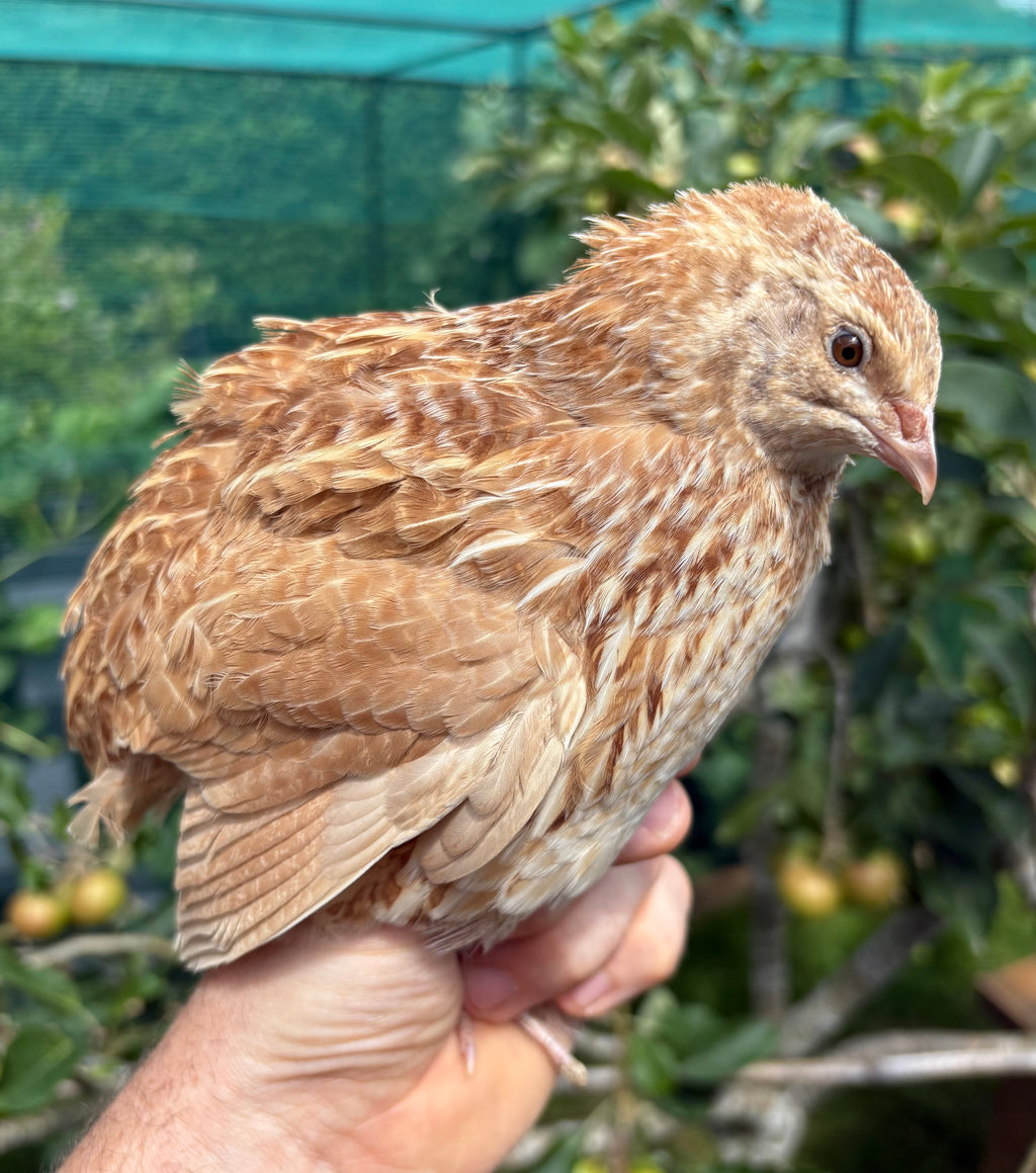 Ginger Coturnix Quail Hatching Eggs x24