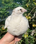 Jumbo English White Coturnix Quail Hatching Eggs x12