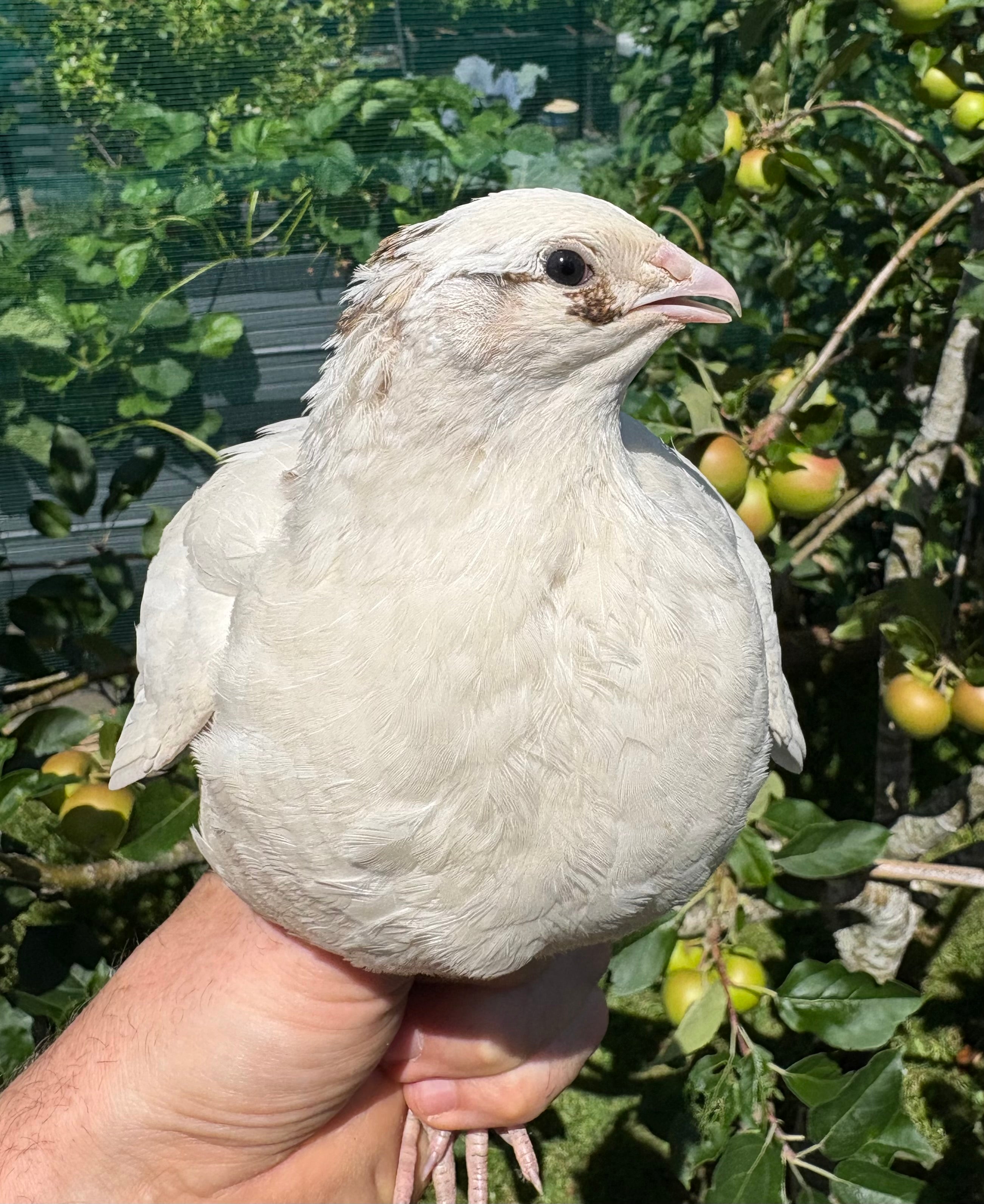 Jumbo English White Coturnix Quail Hatching Eggs x12