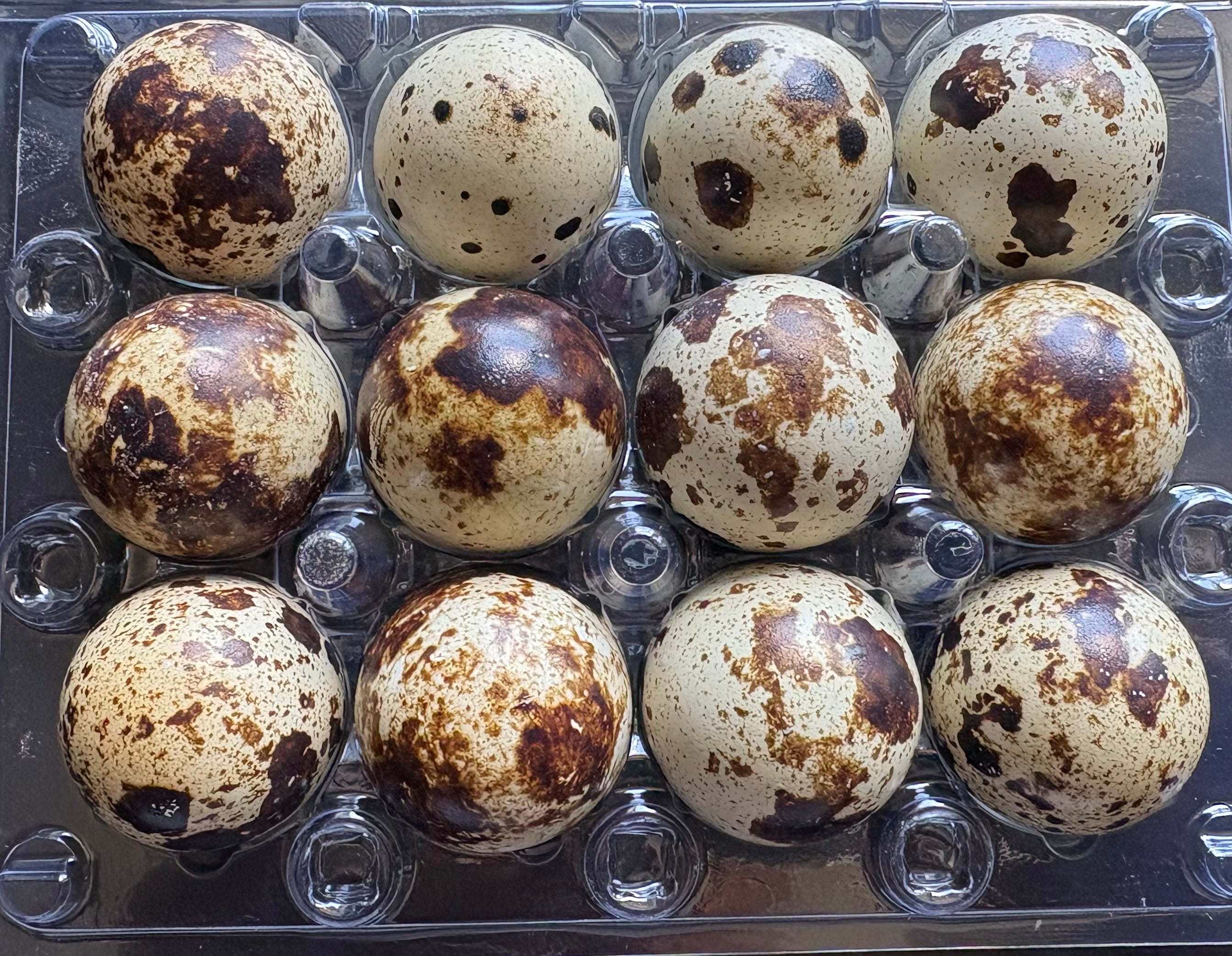 Jumbo English White Coturnix Quail Hatching Eggs x12