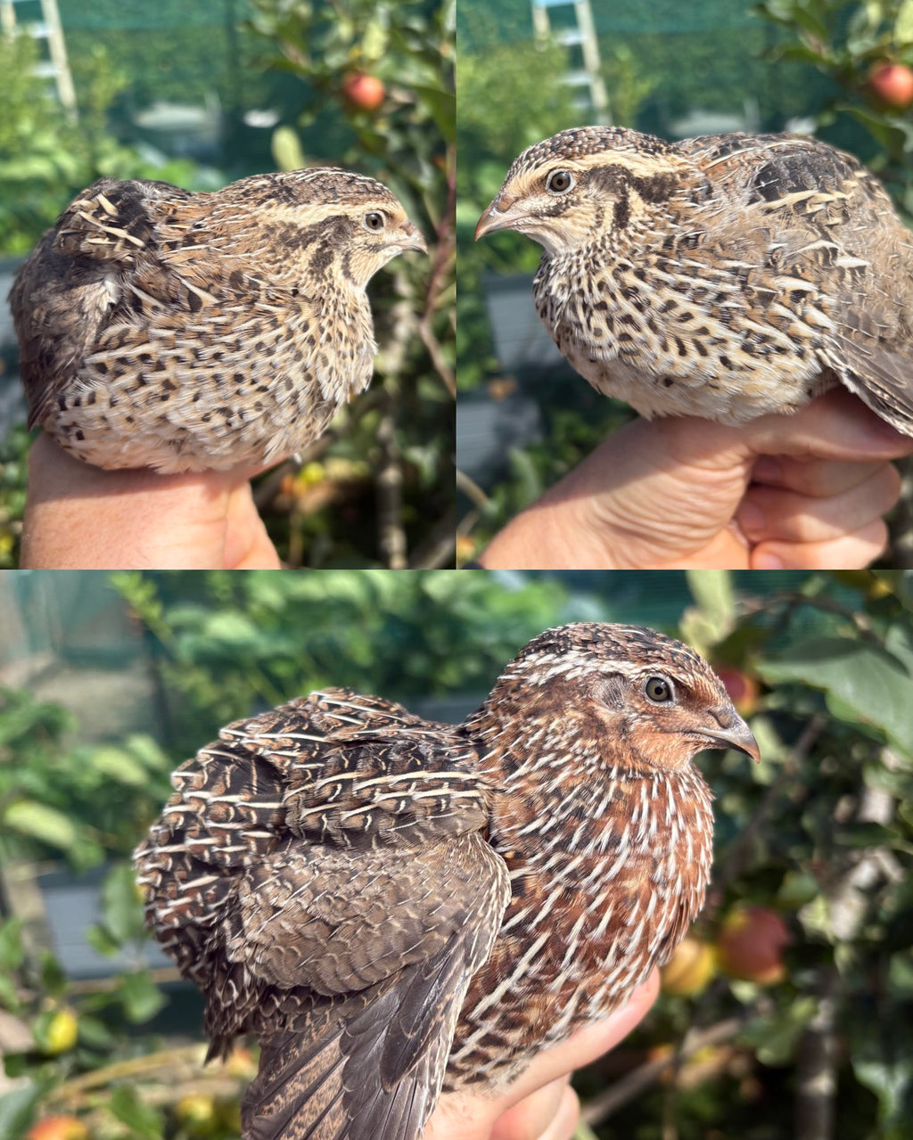 Pharaoh/Pharaoh Sparkly Coturnix Quail Hatching Eggs