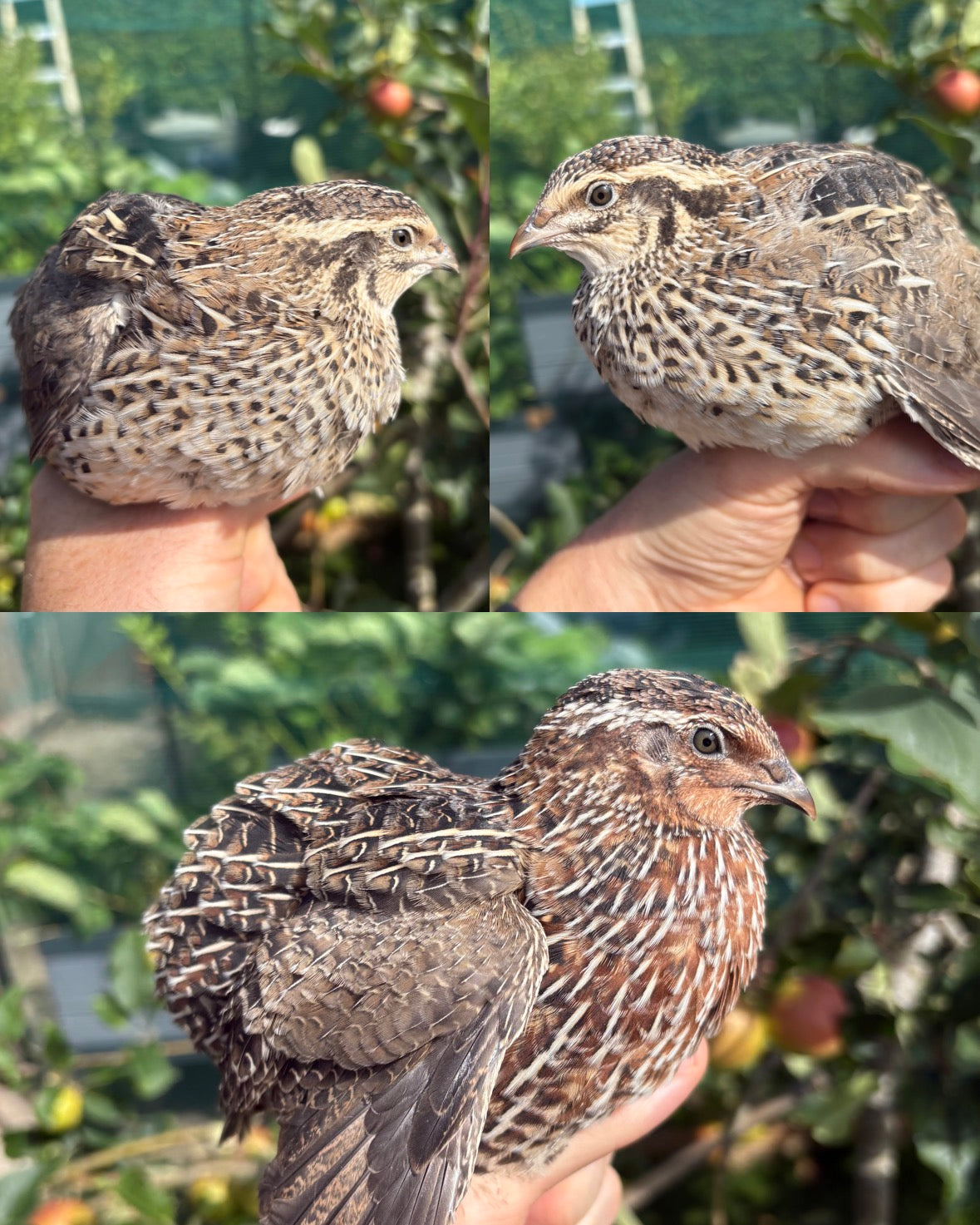 Pharaoh/Pharaoh Sparkly Coturnix Quail Hatching Eggs