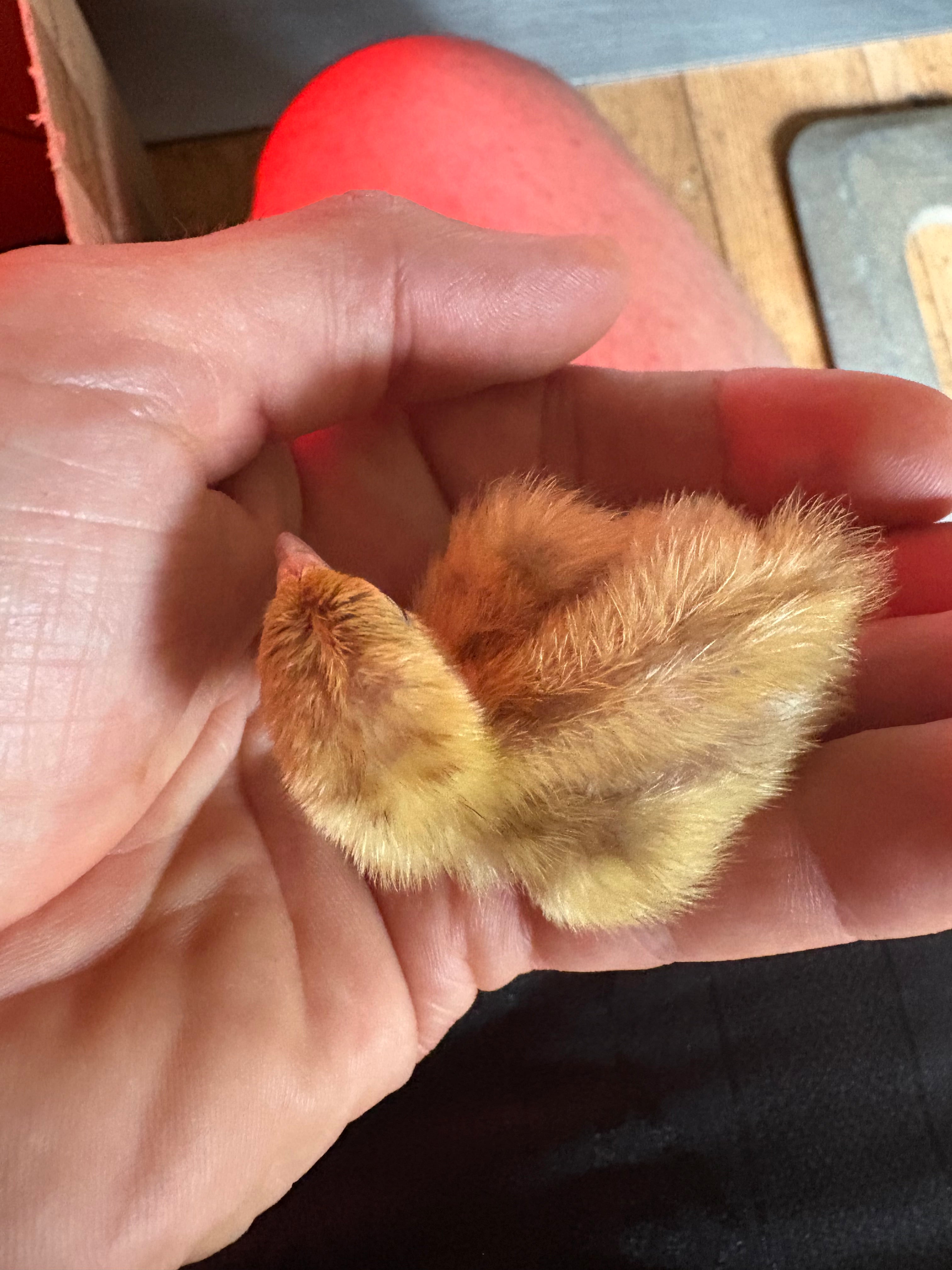 Ginger Coturnix Quail Hatching Eggs x12