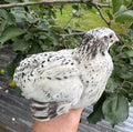 Pearl Fee/Sparkly Coturnix Quail Hatching Eggs x24
