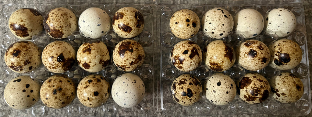 Falb Fee Coturnix Quail Hatching Eggs x24