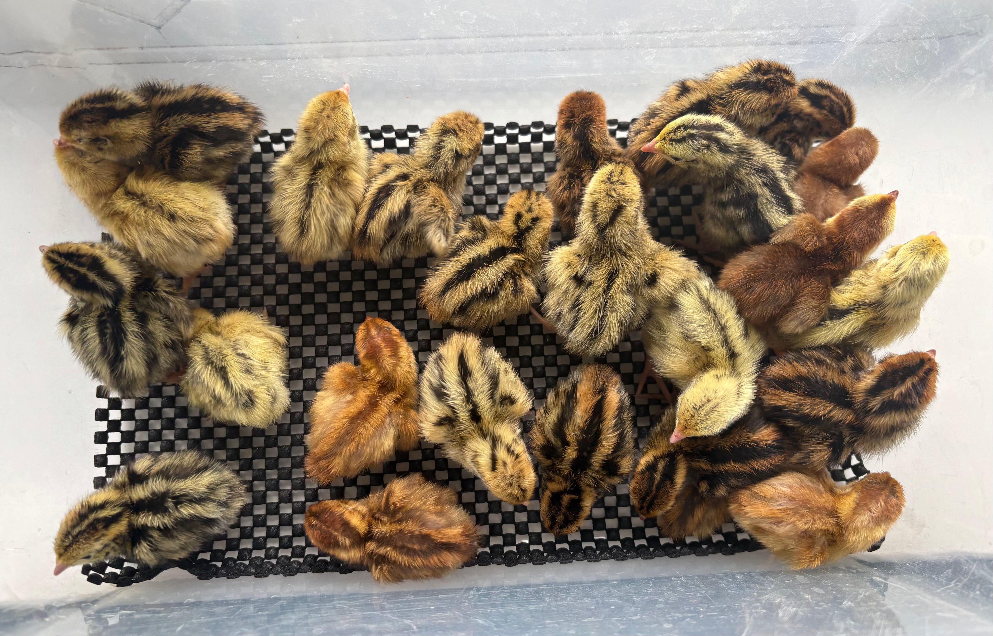 Mixed Coturnix Quail Hatching Eggs x12