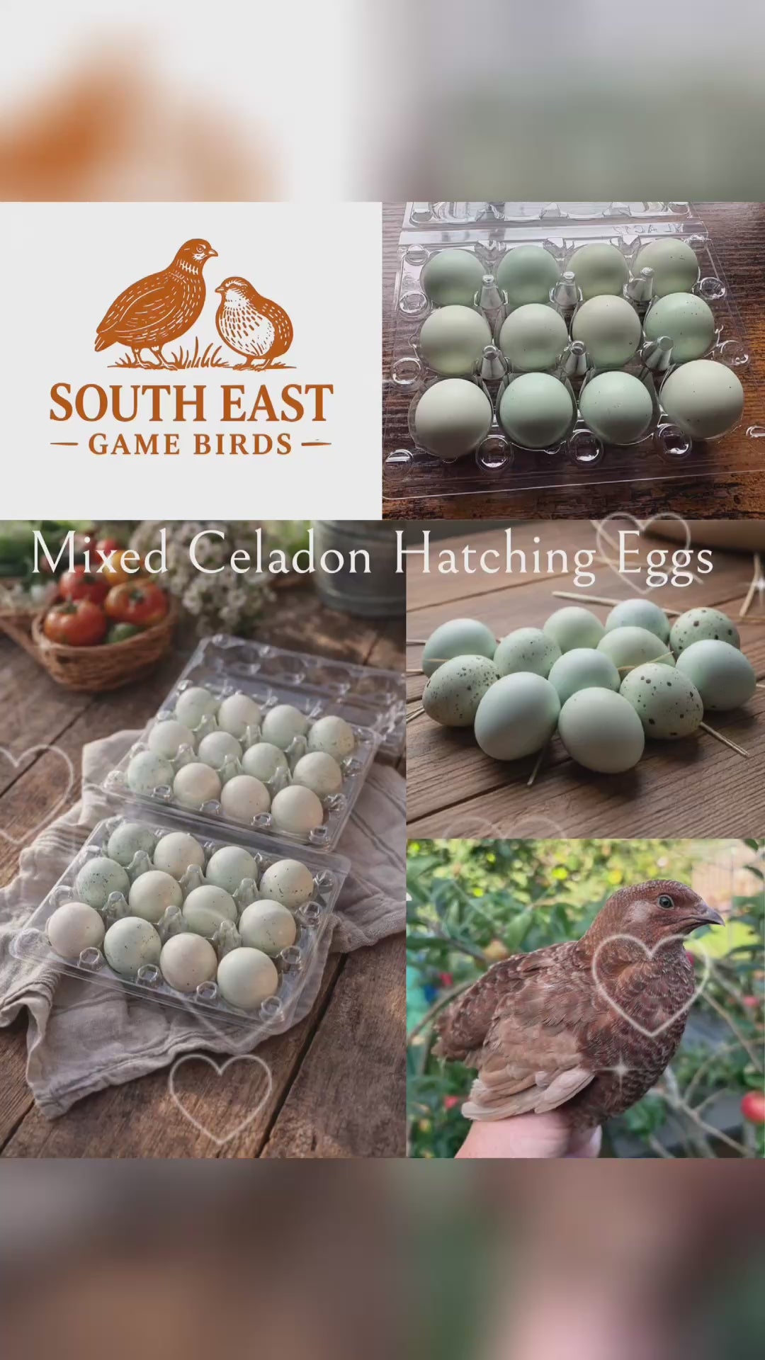 Mixed Celadon Coturnix Quail Hatching Eggs x12